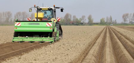 aardappelen aardappelen poten