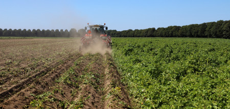 aardappelen pootgoed loofdoding looftrekken