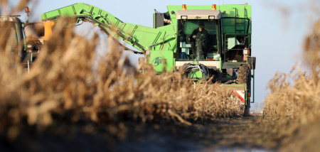 aardappelen aardappeloogst