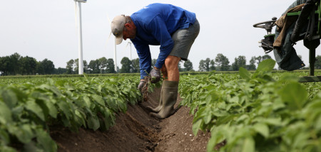 aardappelen pootgoed selectie
