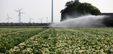aardappelen droogte beregening