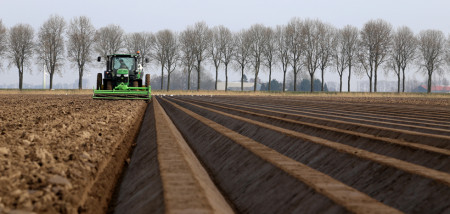 peen vroege peen wortelruggen