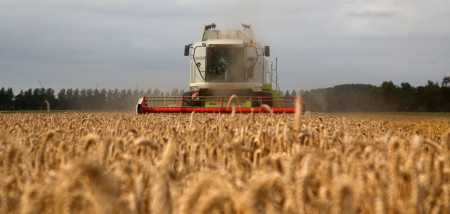 tarweoogst graan - agri