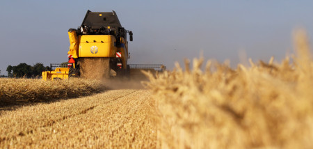 graanoogst tarweoogst stro graan - agri
