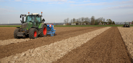 biologisch zomertarwe graan - agri