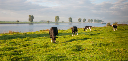 vaches plaine inondable niveau d'eau rivière