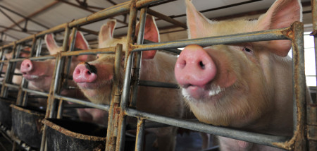 Minder zeugen in China, varkensprijs daalt weer