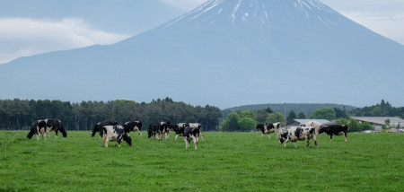 vaches Japon
