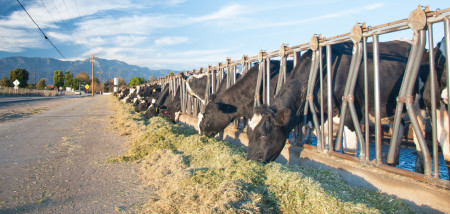 vaches de ferme laitière États-Unis Californie