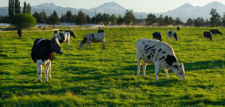 melkveebedrijf koeien Verenigde Staten