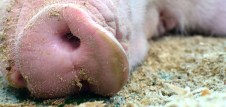 Deense varkensstapel laat weer groeicijfers zien