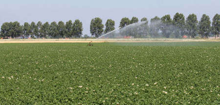 aardappelen beregening