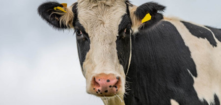 melkveebedrijf koeien