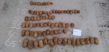 aardappelen Gewastour Boerenbusiness