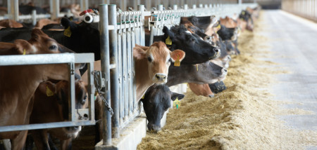 Verenigde Staten Boerenbusiness