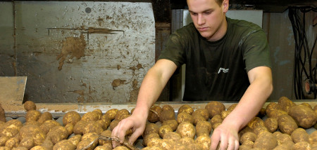 aardappelen sorteren