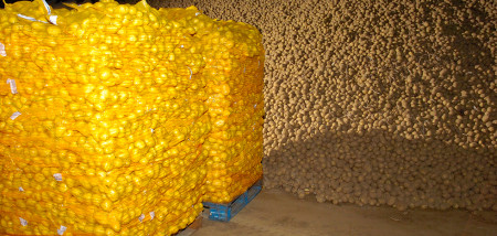 aardappelen aardappelbewaring