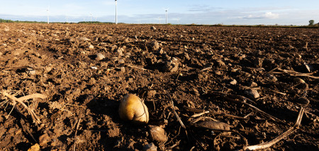 aardappelen aardappeloogst