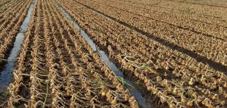 regen uien wateroverlast