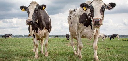 melkveebedrijf koeien weidegang