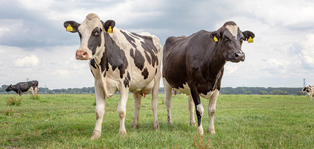 melkveebedrijf koeien weidegang