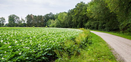 aardappelen aardappelperceel