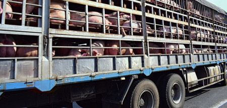 varkenstransport Vietnam