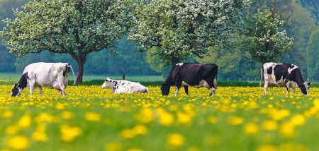 vaches nature
