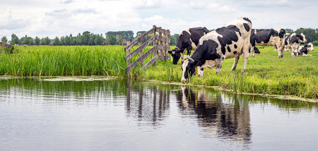 koeien waterkwaliteit