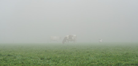 koeien mist