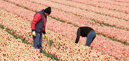tulpen bloembollen seizoensarbeid