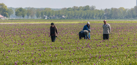 tulipes travail saisonnier