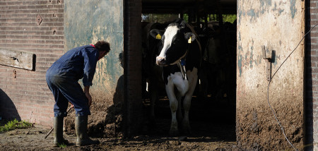 stal koeien weidegang
