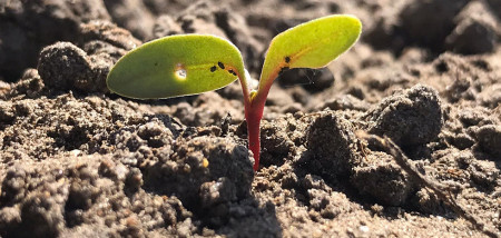 voederbieten ruwvoertour2020