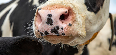 melkveebedrijf koeien neus