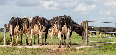 koeien weidegang grazen