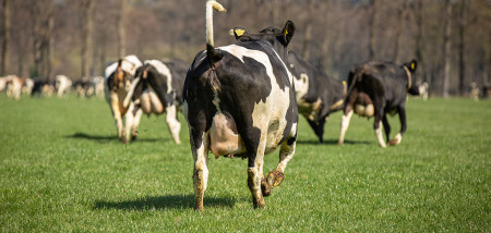 voorjaar melkveebedrijf koeien weidegang grazen koeiendans blij