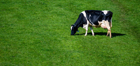melkveebedrijf koeien weidegang grazen