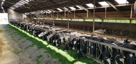 gras koeien ruwvoertour2020