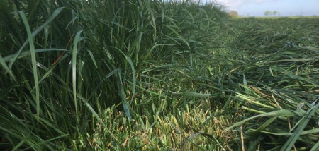 gras grasoogst ruwvoertour2020