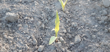 mais ruwvoertour2020 opkomst