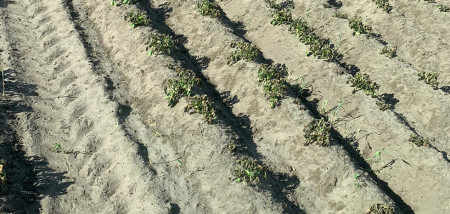 aardappelen vorstschade Gewastour2020