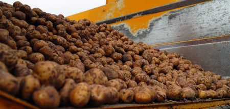 pootgoed pootaardappel zetmeelpootgoed