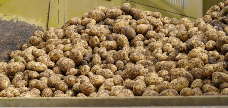 aardappelen aardappeloogst