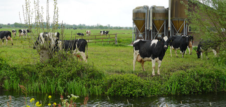 melkveebedrijf koeien