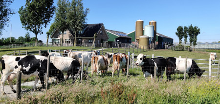 melkveebedrijf koeien