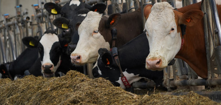 melkveebedrijf koeien voeren Agrifoto2