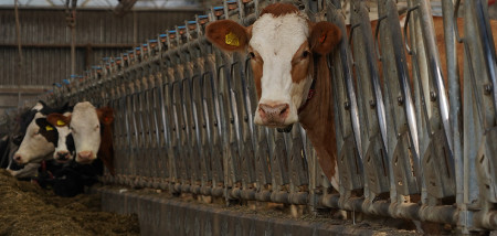 barrière d'alimentation pour vaches de ferme laitière Agrifoto2