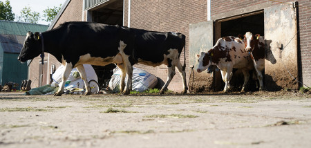 melkveebedrijf koeien weidegang Agrifoto2