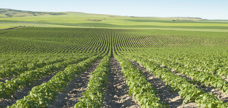 aardappelperceel Idaho